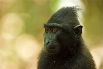 Celebes Crested Macaque (Macaca nigra)