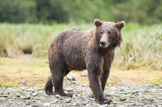 Brown Bear (Ursus arctos)