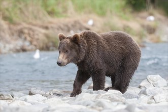 Brown Bear (Ursus arctos)