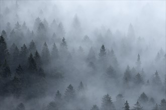 Coniferous forest with fog