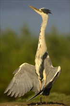 Grey Heron (Ardea cinerea)