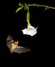 Pallas's Long-tongued Bat (Glossophaga soricina) approaching a flower at night