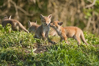 Red foxes (Vulpes vulpes)