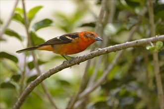 Flame-colored Tanager (Piranga bidentata) perched on a branch