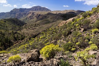 Mountain landscape with flora in Soria