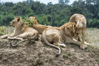 Lions (Panthera leo)