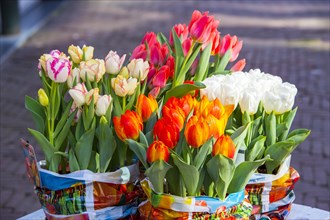 Tulips (Tulipa) in bulk containers