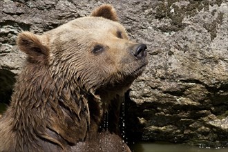 Eurasian Brown Bear (Ursus arctos arctos)