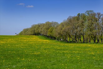 Dandelion meadow in spring in front of Kurfurstenallee