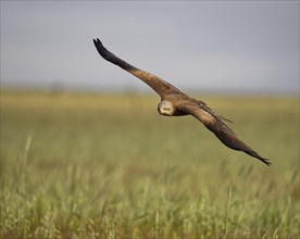 Black kite (Milvus migrans) flying over a meadow