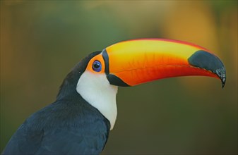 Toco toucan (Ramphastos toco)