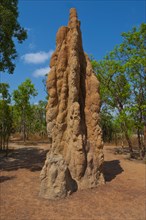 Termite mound in the Litchfield National Park