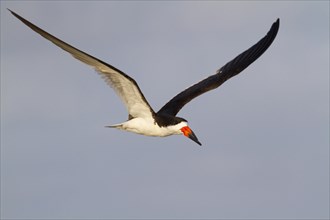 Black Skimmer (Rynchops niger) flying