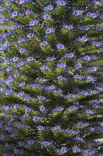 Gran Canary borage (Echium callithyrsum)