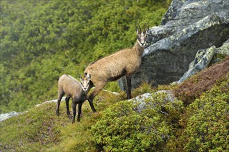 Chamois (Rupicapra rupicapra)