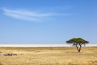 Burchell's zebra (Equus quagga burchelli) group in front of the Etosha Pan