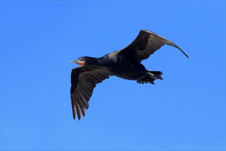 Cape Cormorant (Phalacrocorax capensis)