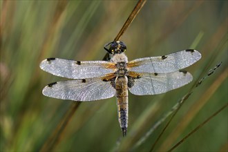 Four-spotted Chaser (Libellula quadrimaculata) on rush