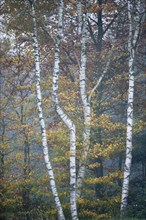 Birch trees (Betula pendula) and Beech trees (Fagus sylvatica) in autumn