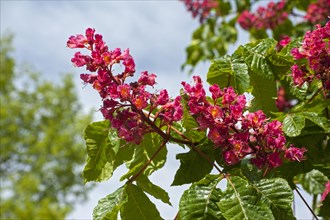 Red horse-chestnut (Aesculus x carnea