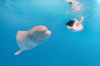 Little girl wearing a pink dress diving near a Beluga Whale (Delphinapterus leucas)