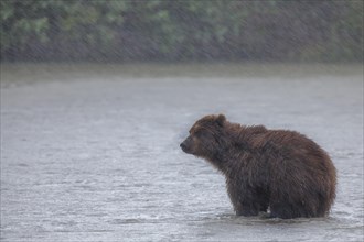 Brown bear (Ursus arctos) in rain