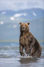 Brown bear (Ursus arctos)