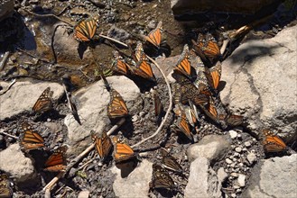 Monarch butterfly (Danaus plexippus) drinking at a puddle