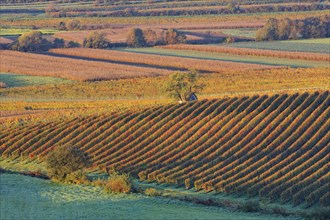 Vineyards in autumn