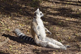 Ring-tailed Lemur (Lemur catta) sunbathing