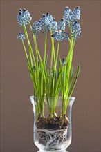 Hyacinth (Hyacinthus) with rhizome in a glass vase