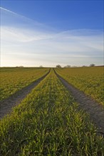 Sprouting field of Wheat (Triticum aestivum) with tracks