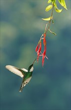 White-throated hummingbird (Leucochloris albicollis) drinking nectar at a flower