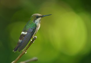 Festive coquette (Lophornis chalybeus) on branch