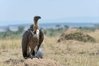 Ruppell's Vulture (Gyps rueppellii)