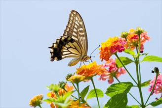 Asian Swallowtail butterfly (Papilio xuthus) feeding on Big Sage flowers (Lantana camara)