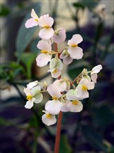 Begonia (Begonia floccifera)