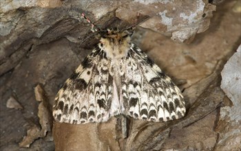 Ethiopian moth (Rhypopterix sp.)