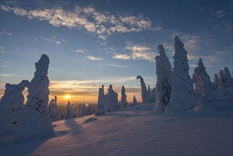 Snow-covered trees