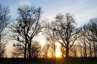 Sunset behind Poplar trees (Populus spp.) with mistletoe