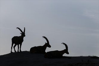 Alpine Ibexes (Capra ibex)