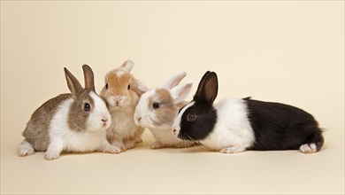 Four Dutch rabbits