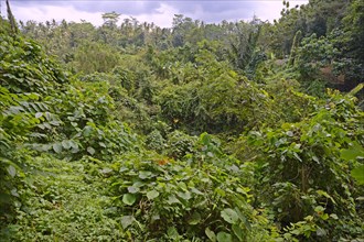 Rain forest in Ubud Monkey Forest