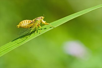 Grass Cicada (Mogannia hebes)
