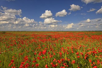 Meadow with Poppies (Papaver rhoeas)