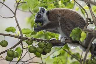 Ring-tailed Lemur (Lemur catta) on a tree feeding on fruit