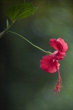 Hibiscus (Hibiscus)