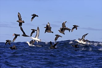 Black-browed albatrosses (Thalassarche melanophrys) and white chin-petrels (Procellaria aequinoctialis) foraging
