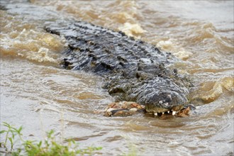 Nile Crocodile (Crocodylus niloticus) in the Mara River with remnants of a carcass in its mouth