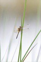Four-spotted Chaser or Four-spotted Skimmer (Libellula quadrimaculata)